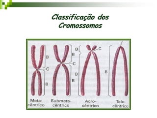 Classificação dos
Cromossomos
 