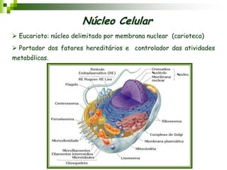  Eucarioto: núcleo delimitado por membrana nuclear (carioteca)
 Portador dos fatores hereditários e controlador das atividades
metabólicas.
Núcleo Celular
 