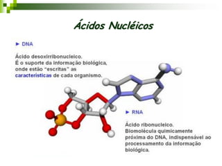 Ácidos Nucléicos
 