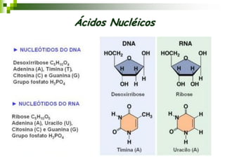 Ácidos Nucléicos
 