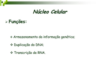 Funções:
 Armazenamento da informação genética;
 Duplicação do DNA;
 Transcrição de RNA.
Núcleo Celular
 