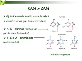Bases Nitrogenadas
DNA e RNA
 Quimicamente muito semelhantes
 Constituídos por 4 nucleotídeos
 A, G – purinas (contém um
par de anéis fusionados)
 T, C e U – pirimidinas
(anéis simples)
 