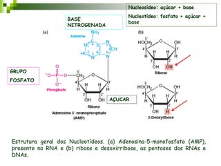 Estrutura geral dos Nucleotídeos. (a) Adenosina-5-monofosfato (AMP),
presente no RNA e (b) ribose e desoxirribose, as pentoses dos RNAs e
DNAs.
GRUPO
FOSFATO
BASE
NITROGENADA
AÇUCAR
Nucleosídeo: açúcar + base
Nucleotídeo: fosfato + açúcar +
base
 