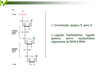  Orientação: sempre 5´ para 3´
 Ligação fosfodiéster: ligação
química entre nucleotídeos
adjacentes no DNA e RNA
 