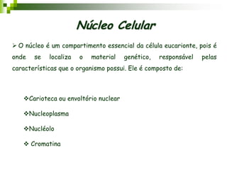  O núcleo é um compartimento essencial da célula eucarionte, pois é
onde se localiza o material genético, responsável pelas
características que o organismo possui. Ele é composto de:
Carioteca ou envoltório nuclear
Nucleoplasma
Nucléolo
 Cromatina
Núcleo Celular
 