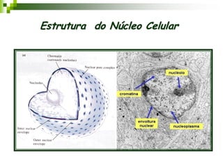 Estrutura do Núcleo Celular
 