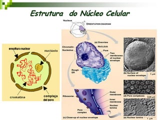Estrutura do Núcleo Celular
 