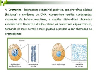  Cromatina - Representa o material genético, com proteínas básicas
(histonas) e moléculas de DNA. Apresentam regiões condensadas
chamadas de heterocromatinas, e regiões distendidas chamadas
eucromatinas. Durante a divisão celular, as cromatinas espiralizam-se,
tornando-se mais curtos e mais grossos e passam a ser chamados de
cromossomos.
 