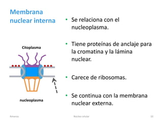 Membrana
nuclear interna         • Se relaciona con el
                          nucleoplasma.


          Citoplasma
                        • Tiene proteínas de anclaje para
                          la cromatina y la lámina
                          nuclear.

                        • Carece de ribosomas.

                        • Se continua con la membrana
         nucleoplasma
                          nuclear externa.
Amanzo                     Núcleo celular               10
 