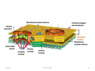 Amanzo   Núcleo celular   13
 