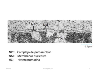 NPC: Complejo de poro nuclear
   NM: Membranas nucleares
   HC: Heterocromatina

Amanzo                    Núcleo celular   14
 