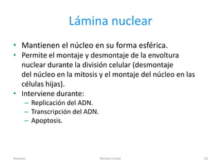 Lámina nuclear
• Mantienen el núcleo en su forma esférica.
• Permite el montaje y desmontaje de la envoltura
  nuclear durante la división celular (desmontaje
  del núcleo en la mitosis y el montaje del núcleo en las
  células hijas).
• Interviene durante:
     – Replicación del ADN.
     – Transcripción del ADN.
     – Apoptosis.



Amanzo                          Núcleo celular              16
 