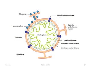 Amanzo   Núcleo celular   17
 