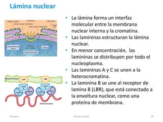 Lámina nuclear
                 • La lámina forma un interfaz
                   molecular entre la membrana
                   nuclear interna y la cromatina.
                 • Las lamininas estructuran la lámina
                   nuclear.
                 • En menor concentración, las
                   lamininas se distribuyen por todo el
                   nucleoplasma.
                 • Las lamininas A y C se unen a la
                   heterocromatina.
                 • La laminina B se une al receptor de
                   lamina B (LBR), que está conectado a
                   la envoltura nuclear, como una
                   proteína de membrana.

Amanzo              Núcleo celular                    18
 