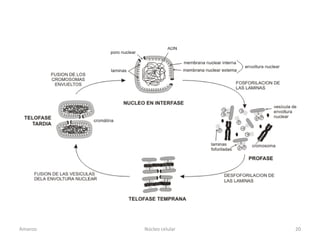 Amanzo   Núcleo celular   20
 