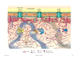 Amanzo   Núcleo celular   21
 