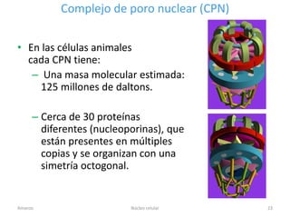 Complejo de poro nuclear (CPN)

• En las células animales
  cada CPN tiene:
   – Una masa molecular estimada:
     125 millones de daltons.

     – Cerca de 30 proteínas
       diferentes (nucleoporinas), que
       están presentes en múltiples
       copias y se organizan con una
       simetría octogonal.


Amanzo                    Núcleo celular    23
 