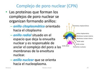 Complejo de poro nuclear (CPN)
• Las proteínas que forman los
  complejos de poro nuclear se
  organizan formando anillos:
     – anillo citoplasmático orientado
       hacia el citoplasma
     – anillo radial situado en el
       espacio que deja la envuelta
       nuclear y es responsable de
       anclar el complejo del poro a las
       membranas de la envoltura
       nuclear.
     – anillo nuclear que se orienta
       hacia el nucleoplasma.
Amanzo                     Núcleo celular   24
 