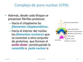 Complejo de poro nuclear (CPN)

• Además, desde cada bloque se
  proyectan fibrillas proteicas:
   – Hacia el citoplasma las
     filamentos citoplasmáticos.
   – Hacia el interior del núcleo
     los filamentos nucleares que
     se conectan a otro conjunto
     de proteínas que forman el
     anillo distal constituyendo la
     canastilla o jaula nuclear o


Amanzo                   Núcleo celular   25
 