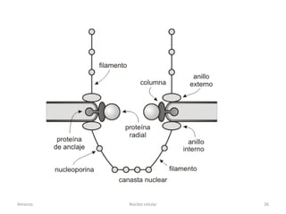 Amanzo   Núcleo celular   26
 
