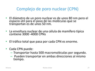 Complejo de poro nuclear (CPN)
• El diámetro de un poro nuclear es de unos 80 nm pero el
  espacio útil para el paso de las moléculas que se
  transportan es de unos 50 nm.

• La envoltura nuclear de una célula de mamífero típica
  contiene 3000 -4000 CPNs

• El tráfico total que pasa por cada CPN es enorme.

• Cada CPN puede:
   – Transportar hasta 500 macromoléculas por segundo.
   – Pueden transportar en ambas direcciones al mismo
     tiempo.

Amanzo                    Núcleo celular                  27
 