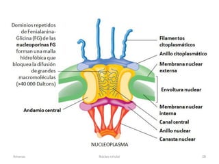 Amanzo   Núcleo celular   28
 