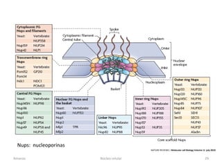 Nups: nucleoporinas
                                        NATURE REVIEWS | Molecular cell Biology Volume 11 july 2010


Amanzo                 Núcleo celular                                                    29
 