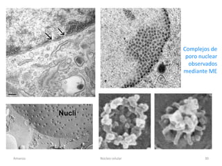 Complejos de
                           poro nuclear
                            observados
                          mediante ME




Amanzo   Núcleo celular           30
 