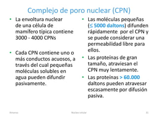 Complejo de poro nuclear (CPN)
• La envoltura nuclear            • Las moléculas pequeñas
  de una célula de                  ( 5000 daltons) difunden
  mamífero típica contiene          rápidamente por el CPN y
  3000 - 4000 CPNs                  se puede considerar una
                                    permeabilidad libre para
• Cada CPN contiene uno o           ellos.
  más conductos acuosos, a        • Las proteínas de gran
  través del cual pequeñas          tamaño, atraviesan el
  moléculas solubles en             CPN muy lentamente.
  agua pueden difundir            • Las proteínas > 60.000
  pasivamente.                      daltons pueden atravesar
                                    escasamente por difusión
                                    pasiva.

Amanzo                   Núcleo celular                    31
 