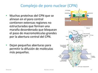 Complejo de poro nuclear (CPN)

• Muchas proteínas del CPN que se
  alinean en el poro central
  contienen extensas regiones no
  estructuradas que forman una
  maraña desordenada que bloquean
  el paso de macromoléculas grandes
  por la abertura central del CPN.

• Dejan pequeñas aberturas para
  permitir la difusión de moléculas
  más pequeñas.




Amanzo                      Núcleo celular   32
 