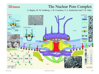 Amanzo   Núcleo celular   33
 