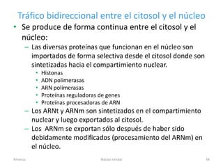 Tráfico bidireccional entre el citosol y el núcleo
• Se produce de forma continua entre el citosol y el
  núcleo:
     – Las diversas proteínas que funcionan en el núcleo son
       importados de forma selectiva desde el citosol donde son
       sintetizadas hacia el compartimiento nuclear.
         •   Histonas
         •   ADN polimerasas
         •   ARN polimerasas
         •   Proteínas reguladoras de genes
         •   Proteínas procesadoras de ARN
     – Los ARNt y ARNm son sintetizados en el compartimiento
       nuclear y luego exportados al citosol.
     – Los ARNm se exportan sólo después de haber sido
       debidamente modificados (procesamiento del ARNm) en
       el núcleo.
Amanzo                             Núcleo celular                 34
 