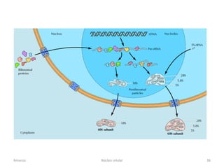 Amanzo   Núcleo celular   36
 