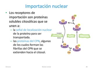 Importación nuclear
• Los receptores de
  importación son proteínas
  solubles citosólicas que se
  unen a:
     – la señal de localización nuclear
       de la proteína para ser
       transportada.
     – las proteínas del CPN, algunas
       de los cuales forman las
       fibrillas del CPN que se
       extienden hacia el citosol.



Amanzo                         Núcleo celular   38
 
