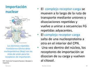 Importación
                                                 • El complejo receptor-carga se
    nuclear                                        mueven a lo largo de la ruta de
                                                   transporte mediante uniones y
                                                   disociaciones repetidas y
                                                   vuelve a unirse a secuencias FG
                                                   repetidas adyacentes.
                                                 • El complejo receptor-carga
                                                   salta de una nucleoproteína a
                                                   otra en el interior del CPN.
     Los dominios repetidos
    Fenilalanina-Glicina delas                   • Una vez dentro del núcleo, los
  nucleoproteínas (Nup) son los                    receptores de importación se
     sitios de unión para los
   receptores de importación.                      disocian de su carga y vuelven
NTF: Factor de Transporte Nuclear o Receptor o
Importina
                                                   al citosol.
    Amanzo                                          Núcleo celular               39
 
