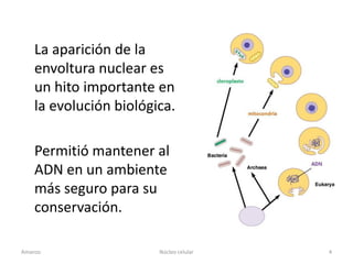 La aparición de la
    envoltura nuclear es
    un hito importante en
    la evolución biológica.

    Permitió mantener al
    ADN en un ambiente
    más seguro para su
    conservación.

Amanzo                  Núcleo celular   4
 