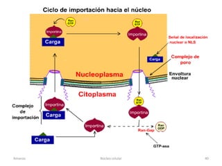 Amanzo   Núcleo celular   40
 