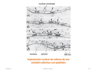 Importación nuclear de esferas de oro
            coloidal cubiertas con péptidos

Amanzo                 Núcleo celular            41
 
