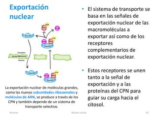 Exportación                                   • El sistema de transporte se
  nuclear                                         basa en las señales de
                                                  exportación nuclear de las
                                                  macromoléculas a
                                                  exportar así como de los
                                                  receptores
                                                  complementarios de
                                                  exportación nuclear.

                                                • Estos receptores se unen
                                                  tanto a la señal de
                                                  exportación y a las
La exportación nuclear de moléculas grandes,
como las nuevas subunidades ribosomales y         proteínas del CPN para
moléculas de ARN, se produce a través de los      guiar su carga hacia el
  CPN y también depende de un sistema de
            transporte selectivo.                 citosol.
  Amanzo                               Núcleo celular                        42
 