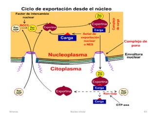 Amanzo   Núcleo celular   43
 