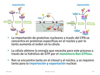 importación                                 exportación




 • La importación de proteínas nucleares a través del CPN se
   concentra en proteínas específicas en el núcleo y por lo
   tanto aumenta el orden en la célula.
 • La célula obtiene la energía que necesita para este proceso a
   través de la hidrólisis de GTP por el monómero Ran GTPasa.
 • Ran se encuentra tanto en el citosol y el núcleo, y se requiere
   tanto para la importación y exportación nuclear.

Amanzo                       Núcleo celular                        44
 