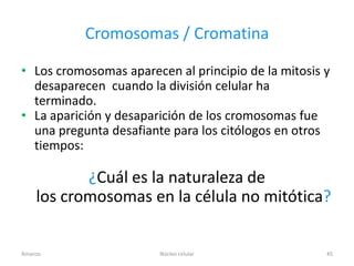 Cromosomas / Cromatina

• Los cromosomas aparecen al principio de la mitosis y
  desaparecen cuando la división celular ha
  terminado.
• La aparición y desaparición de los cromosomas fue
  una pregunta desafiante para los citólogos en otros
  tiempos:

           ¿Cuál es la naturaleza de
    los cromosomas en la célula no mitótica?


Amanzo                  Núcleo celular               45
 