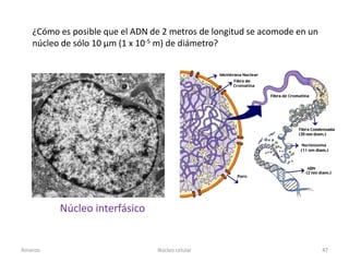 ¿Cómo es posible que el ADN de 2 metros de longitud se acomode en un
   núcleo de sólo 10 µm (1 x 10-5 m) de diámetro?




         Núcleo interfásico


Amanzo                          Núcleo celular                            47
 
