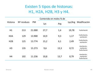 Existen 5 tipos de histonas:
                   H1, H2A, H2B, H3 y H4.
                                  Contenido en moles % de
 Histona   Nº residuos    PM                                  Lys/Arg Modificación
                                     Lys               Arg

    H1        213        21.000     27,7               1,4    19,78     Fosforilación

                                                                        Fosforilación,
   H2A        129        13.900     10,9               9,3     1,17      acetilación

                                                                        Fosforilación,
   H2B        125        13.774     15,2               6,1     2,49      acetilación

                                                                        Acetilación,
    H3        135        15.273      9,6               13,3    0,72      metilación
                                                                        fosforilación

                                                                        Acetilación,
    H4        102        11.236     10,8               13,7    0,79      metilación
                                                                        fosforilación




Amanzo                                Núcleo celular                                     49
 