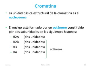 Cromatina
• La unidad básica estructural de la cromatina es el
  nucleosoma.

• El núcleo está formado por un octámero constituido
  por dos subunidades de las siguientes histonas:
   – H2A (dos unidades)
   – H2B (dos unidades)
   – H3      (dos unidades)
                              octámero
   – H4      (dos unidades)


Amanzo                   Núcleo celular                50
 