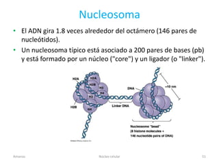 Nucleosoma
• El ADN gira 1.8 veces alrededor del octámero (146 pares de
  nucleótidos).
• Un nucleosoma típico está asociado a 200 pares de bases (pb)
  y está formado por un núcleo ("core") y un ligador (o "linker").




Amanzo                       Núcleo celular                     51
 