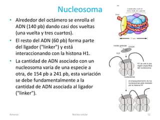Nucleosoma
• Alrededor del octámero se enrolla el
  ADN (140 pb) dando casi dos vueltas
  (una vuelta y tres cuartos).
• El resto del ADN (60 pb) forma parte
  del ligador ("linker") y está
  interaccionando con la histona H1.
• La cantidad de ADN asociado con un
  nucleosoma varia de una especie a
  otra, de 154 pb a 241 pb, esta variación
  se debe fundamentalmente a la
  cantidad de ADN asociada al ligador
  ("linker").


Amanzo                      Núcleo celular   52
 