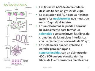 • Las fibras de ADN de doble cadena
           desnudo tienen un grosor de 2 ƞm.
         • La asociación del ADN con las histonas
           genera los nucleosomas que muestran
           unos 10 ƞm de diámetro.
         • Los nucleosomas se pueden enrollar
           helicoidalmente para formar un
           solenoide que constituyen las fibras de
           cromatina de los núcleos interfásicos
           con un diámetro aproximado de 30 ƞm.
         • Los solenoides pueden volverse a
           enrollar para dar lugar a
           supersolenoides con un diámetro de
           400 a 600 ƞm que constituirían las
           fibras de los cromosomas metafásicos.

Amanzo        Núcleo celular                    53
 