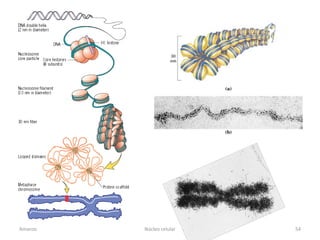 Amanzo   Núcleo celular   54
 