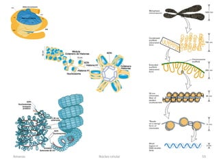 Amanzo   Núcleo celular   55
 